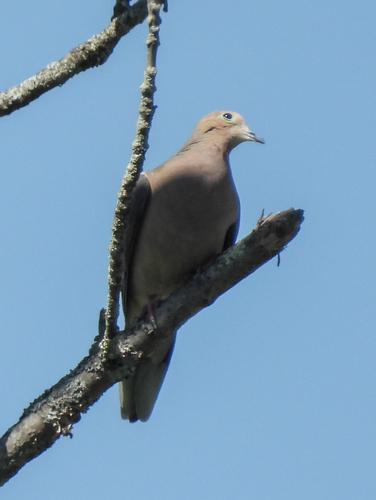 Carolinataube