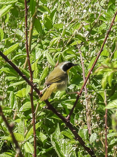 Common Yellowthroat