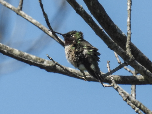 Ruby-throated Hummingbird