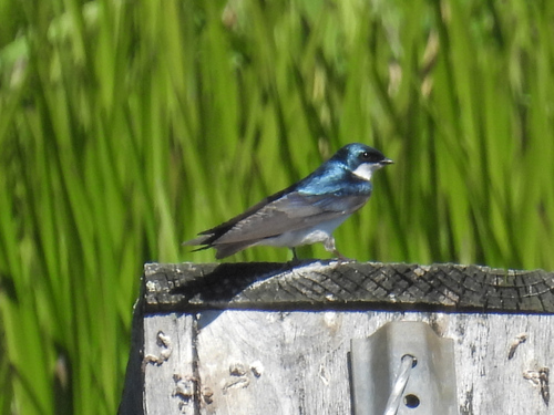 Tree Swallow