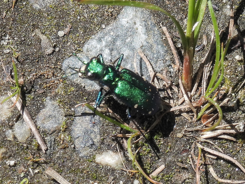 Six-spotted Tiger Beetle