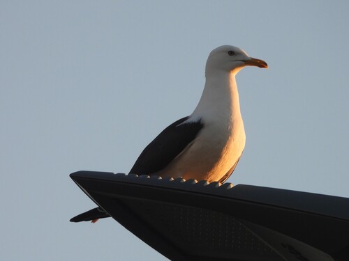 iNaturalist image