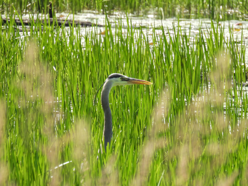 Great Blue Heron