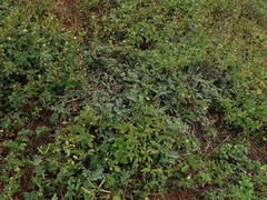 Senna sophera, photograph (c) chiuluan, some rights reserved (CC BY)