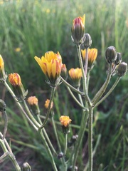 Crepis vesicaria taraxacifolia