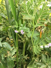 Vicia lens