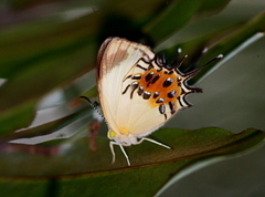 Helicopis endymiaena