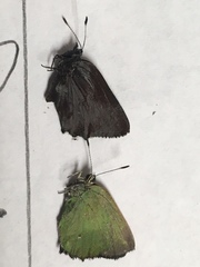 Callophrys dumetorum