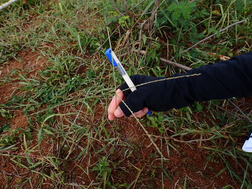 digitgrass (Digitaria eriantha)