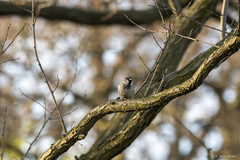 Passer domesticus