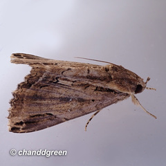 Ercheia cyllaria