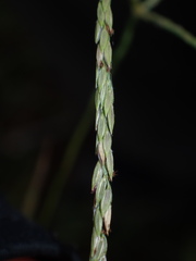 Digitaria eriantha, photograph (c) chiuluan, some rights reserved (CC BY)