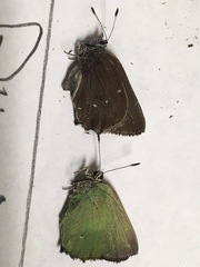 Callophrys dumetorum