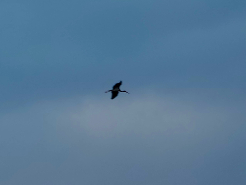 iNaturalist: (c) Izabella Farr, some rights reserved (CC BY-NC), uploaded by Izabella Farr iNaturalist image
