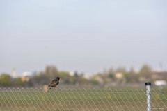 Sturnus vulgaris