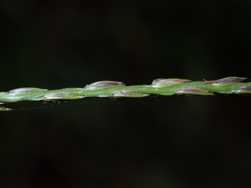 Digitaria eriantha, photograph 5