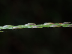 (c) chiuluan, some rights reserved (CC BY) Digitaria eriantha, photograph (c) chiuluan, some rights reserved (CC BY)