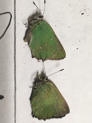 Callophrys dumetorum