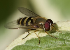 Syrphus