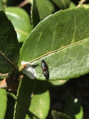Corymbitodes xanthomus