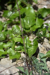 Nigella damascena