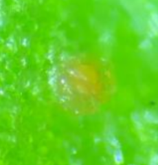 Synchytrium stellariae