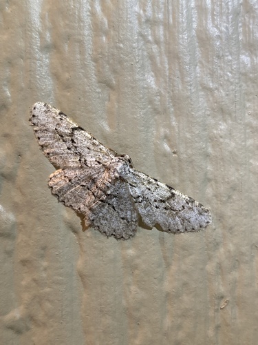 iNaturalist observation photo of Kiawe Moth