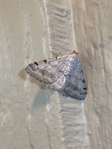 iNaturalist observation photo of Digrammia pallidata