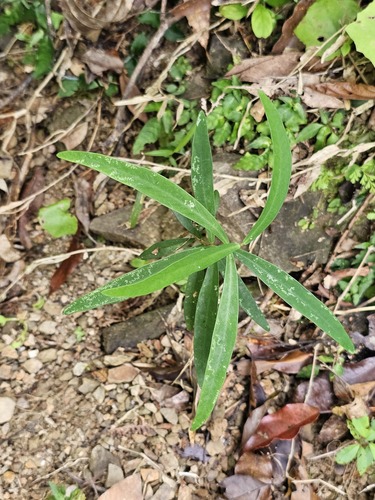 Wikstroemia lanceolata observed 2026-06-02