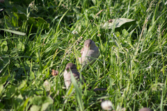 Passer domesticus