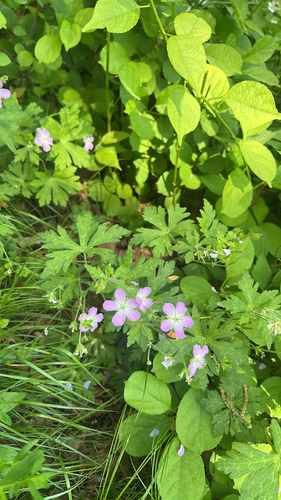 Cranesbill