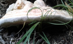 Rigidoporus ulmarius