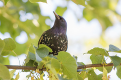 Sturnus vulgaris
