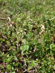 Synchytrium stellariae