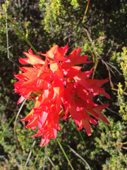 Disa ferruginea
