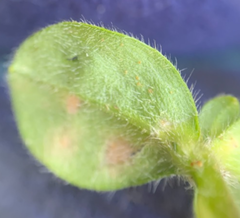 Synchytrium stellariae