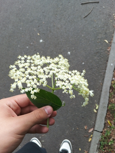 European black elderberry