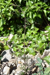 Nigella damascena