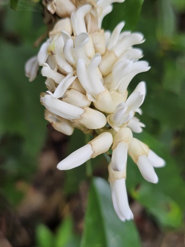 Euchresta formosana observed 2026-06-02