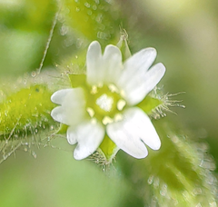 Synchytrium stellariae