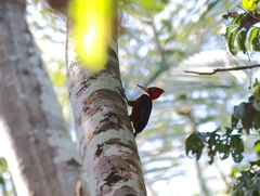 Campephilus rubricollis