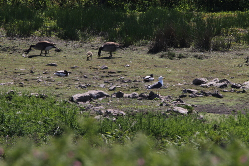 iNaturalist: (c) killerrexy1, some rights reserved (CC BY-NC), uploaded by killerrexy1 iNaturalist image