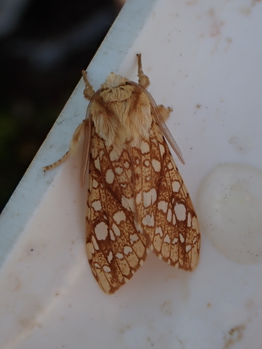 Hickory Tussock Moth