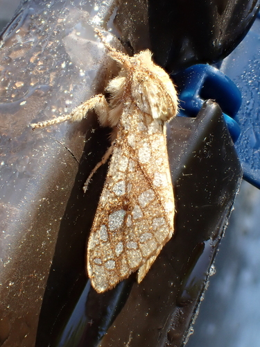 Hickory Tussock Moth