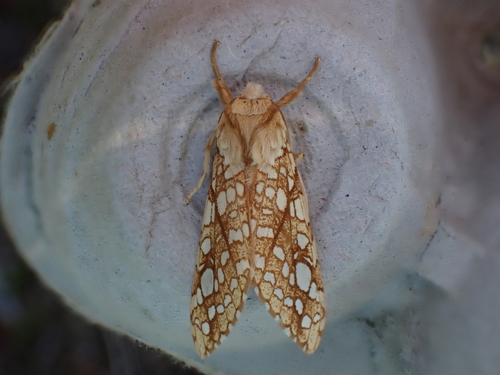 Hickory Tussock Moth