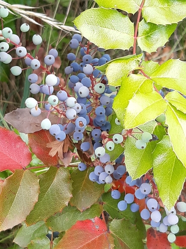 Oregon grape
