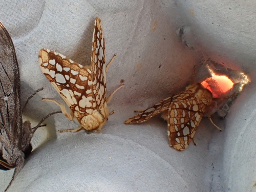 Hickory Tussock Moth