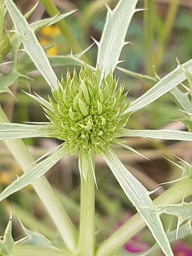 Field Eryngo