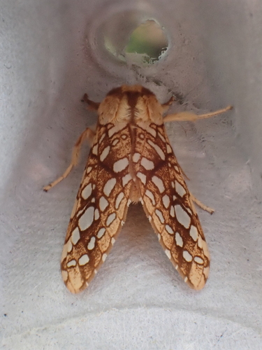 Hickory Tussock Moth