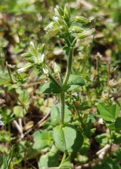 Synchytrium stellariae